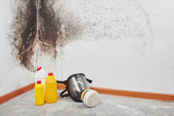 Professional Mold Removal in Governors Village, NC