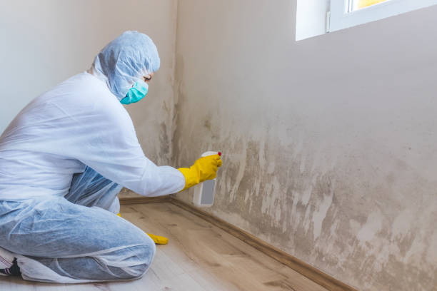 Mold Removal Process in Governors Village, NC