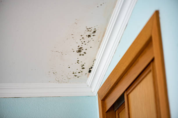 Best Same-Day Mold Removal  in Governors Village, NC