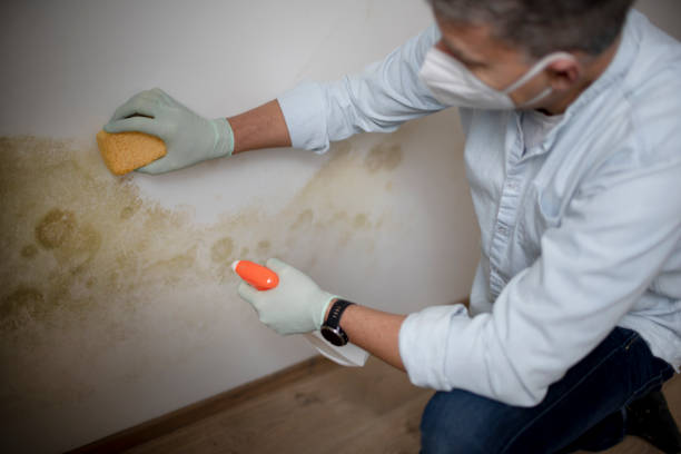 Best Mold Removal and Inspection  in Governors Village, NC