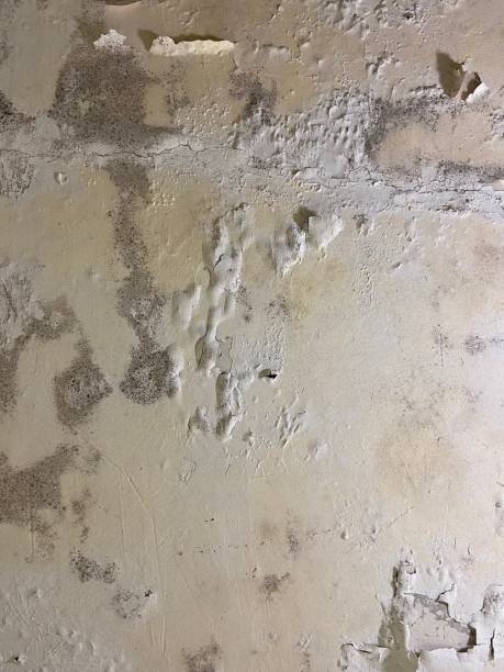 Best Commercial Mold Removal  in Governors Village, NC