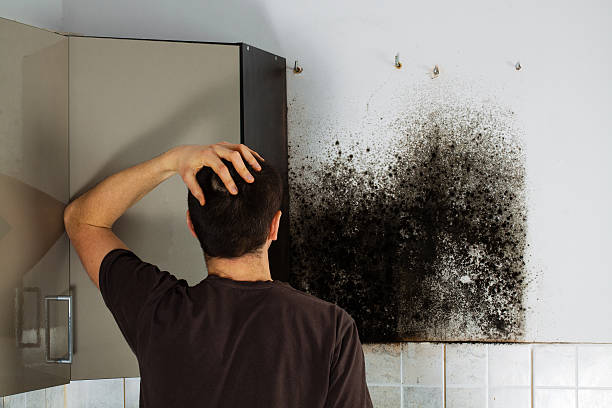 Best Certified Mold Removal  in Governors Village, NC