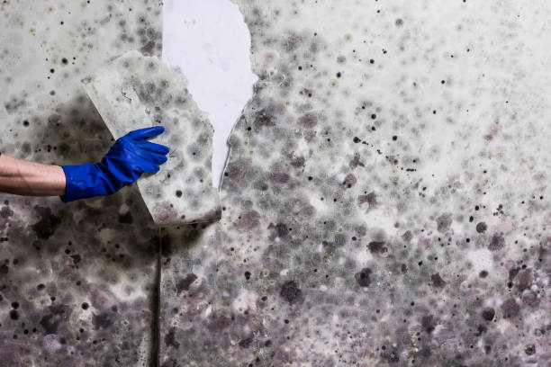 Best Mold Testing  in Governors Village, NC