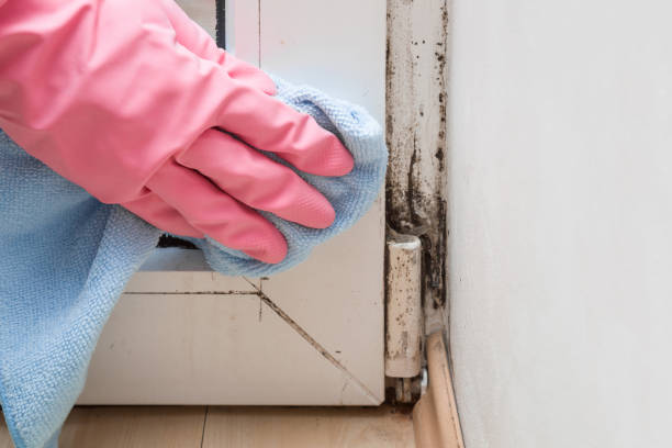 Best Black Mold Removal  in Governors Village, NC