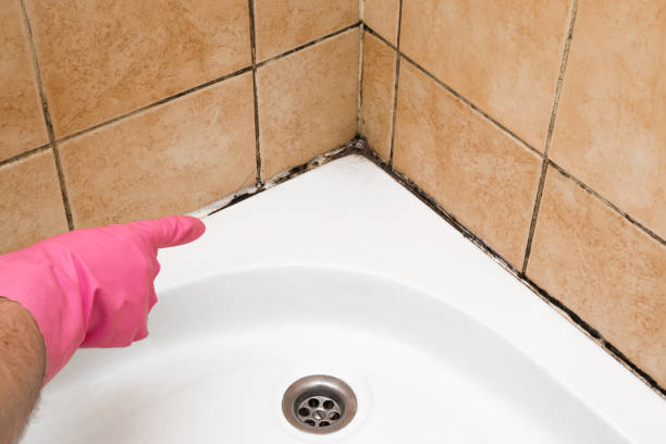 Best Local Mold Removal Service  in Governors Village, NC